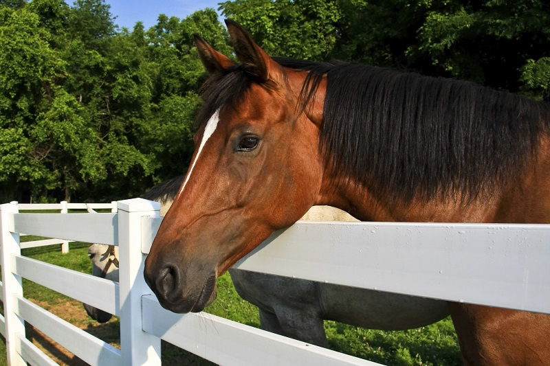 Medford Horse Fence